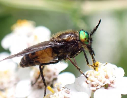 Réf. 285 555 : Chrysops relictus